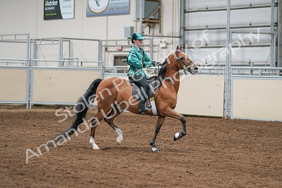 2020 - AB Morgan Horse - Fri, Sept 04 - 08684