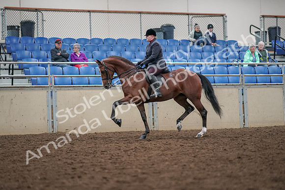 2019 Morgan Horse Show - Aug 30, 2019 - 20434