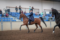 2019 Morgan Horse Show - Aug 31, 2019 - 08472