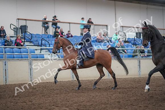 2019 Morgan Horse Show - Aug 31, 2019 - 08472