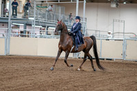 2020 - AB Morgan Horse - Fri, Sept 04 - 07870