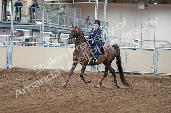 2020 - AB Morgan Horse - Fri, Sept 04 - 07870