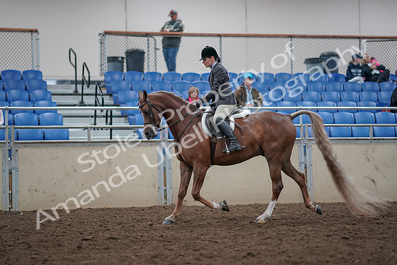2019 Morgan Horse Show - Aug 31, 2019 - 15945