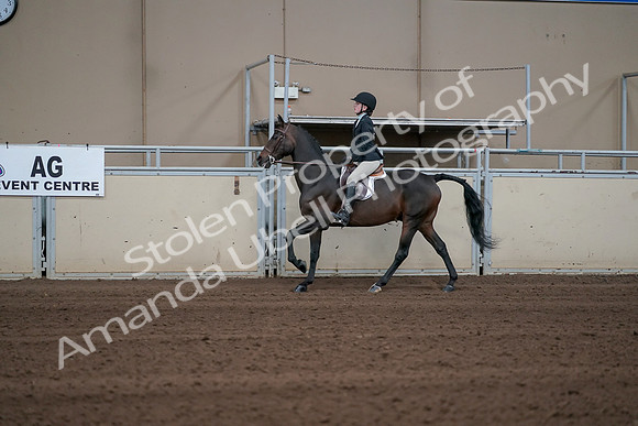 2019 Morgan Horse Show - Sept 01, 2019 - 03771