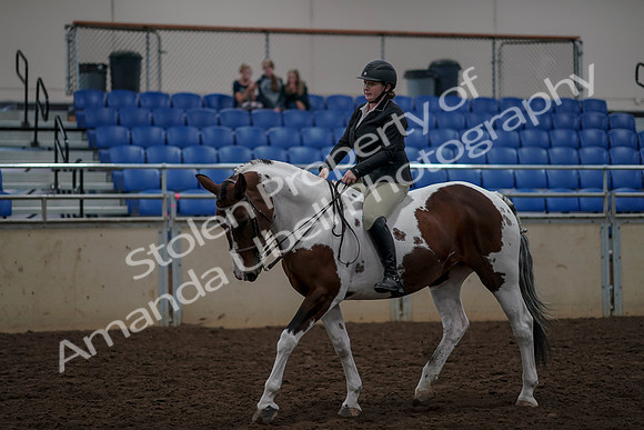 2019 Morgan Horse Show - Aug 30, 2019 - 31195