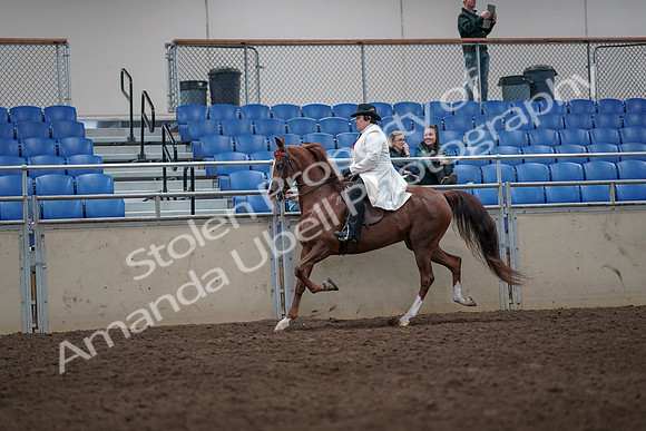 2019 Morgan Horse Show - Aug 31, 2019 - 08679