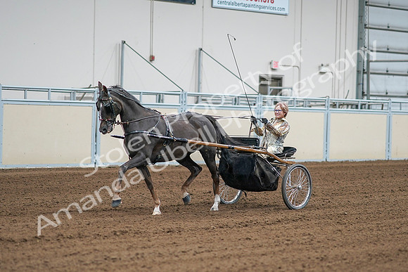 2020 - AB Morgan Horse - Sat, Sept 05 - 05991