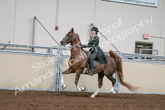 2020 - AB Morgan Horse - Sat, Sept 05 - 13036