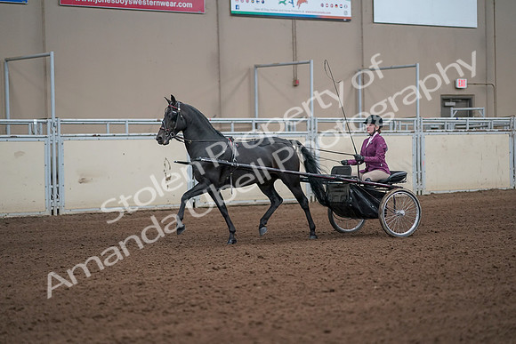 2019 Morgan Horse Show - Sept 01, 2019 - 10375