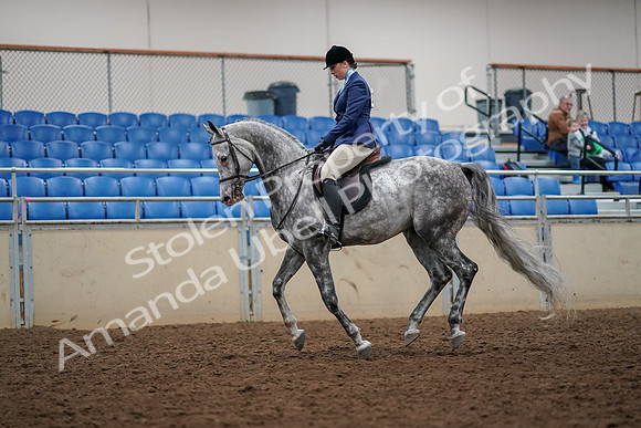 2019 Morgan Horse Show - Aug 30, 2019 - 22342