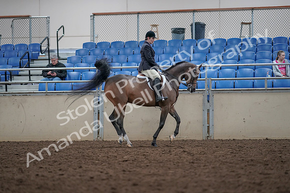 2019 Morgan Horse Show - Aug 31, 2019 - 16086