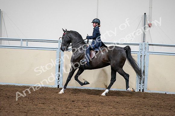 2020 - AB Morgan Horse - Fri, Sept 04 - 03262