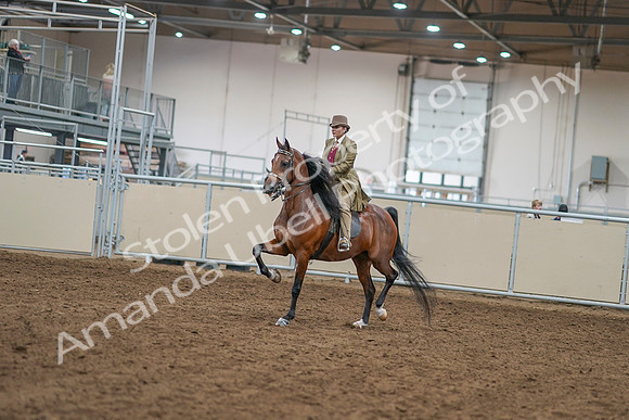 2020 - AB Morgan Horse - Sat, Sept 05 - 07926