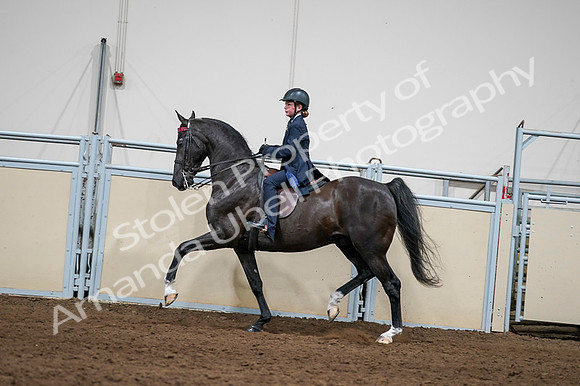 2020 - AB Morgan Horse - Fri, Sept 04 - 03255