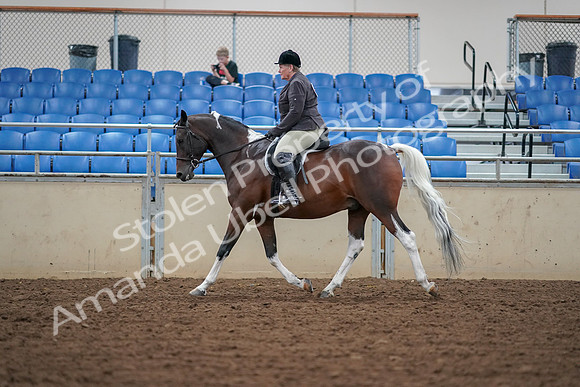 2019 Morgan Horse Show - Aug 30, 2019 - 16230
