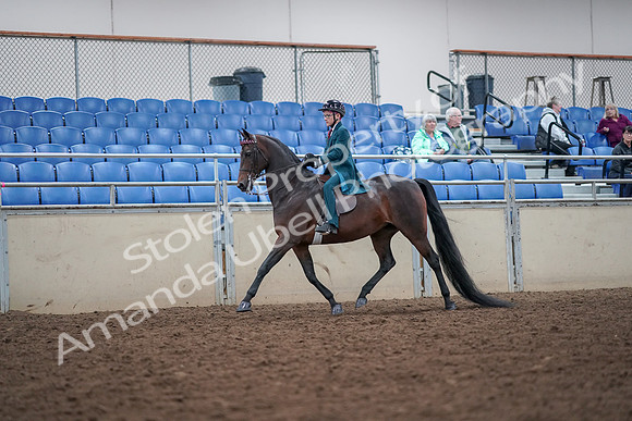 2019 Morgan Horse Show - Aug 30, 2019 - 17885