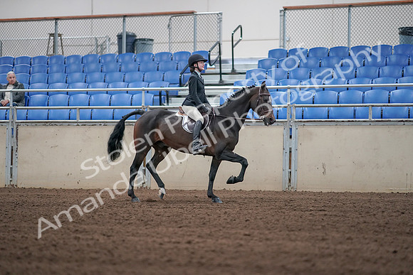 2019 Morgan Horse Show - Sept 01, 2019 - 03816