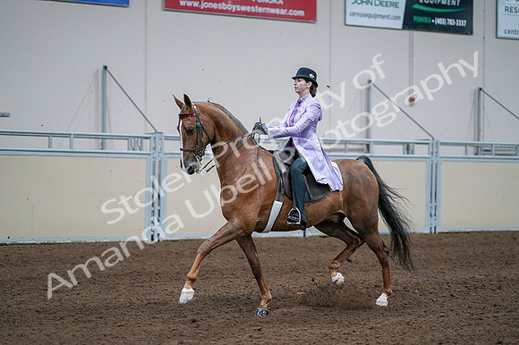 2020 - AB Morgan Horse - Fri, Sept 04 - 05025