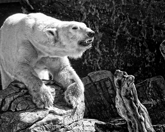 Zoo - 013