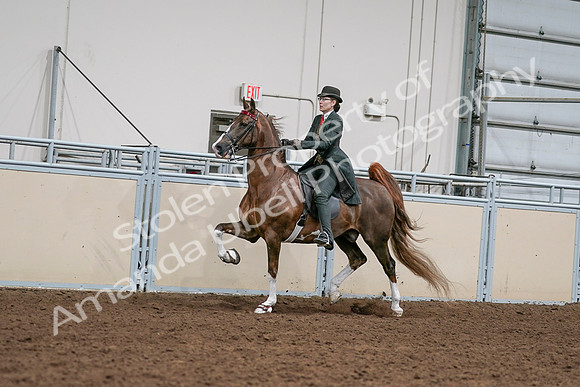 2020 - AB Morgan Horse - Sat, Sept 05 - 13024