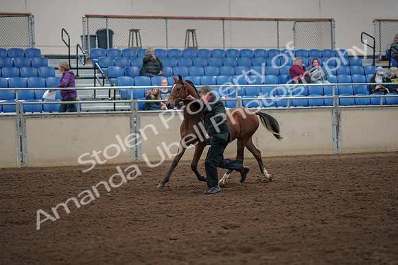 2019 Morgan Horse Show - Aug 30, 2019 - 25556