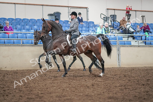 2019 Morgan Horse Show - Aug 30, 2019 - 20175