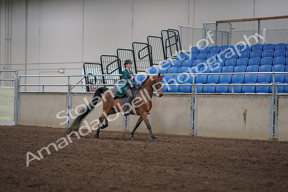 2019 Morgan Horse Show - Sept 01, 2019 - 13395