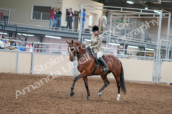 2020 - AB Morgan Horse - Sat, Sept 05 - 14353