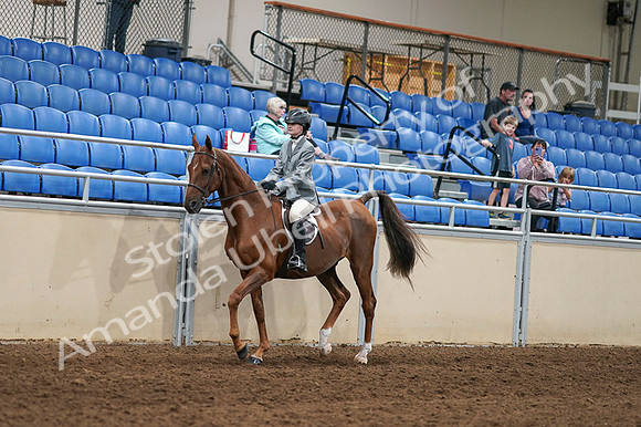 2020 - AB Morgan Horse - Fri, Sept 04 - 02947