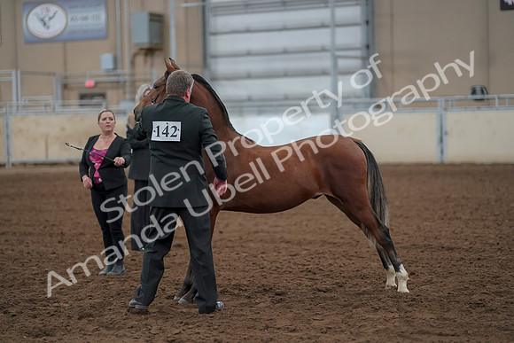 2019 Morgan Horse Show - Aug 30, 2019 - 25560