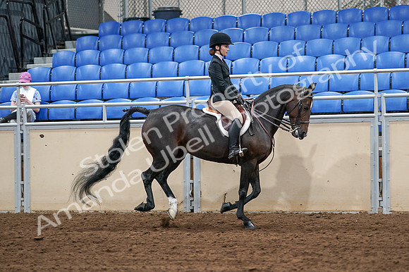 2020 - AB Morgan Horse - Fri, Sept 04 - 02115