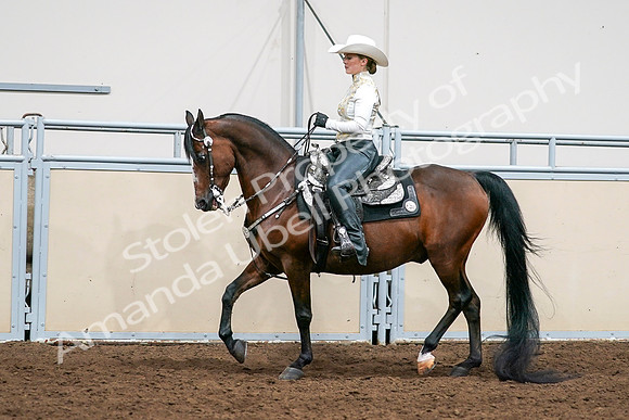 2020 - AB Morgan Horse - Sat, Sept 05 - 08981