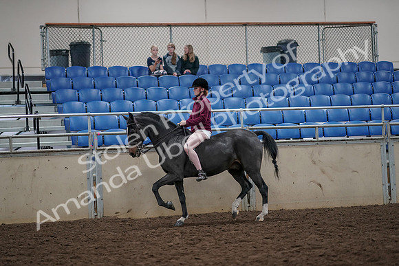 2019 Morgan Horse Show - Aug 30, 2019 - 31141