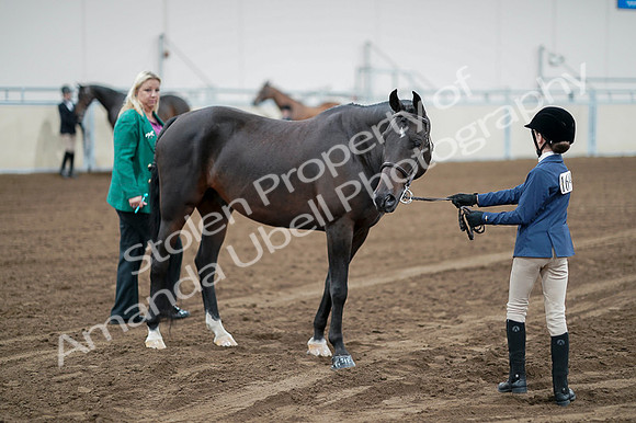 2020 - AB Morgan Horse - Fri, Sept 04 - 00777