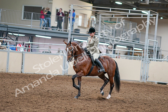2020 - AB Morgan Horse - Sat, Sept 05 - 14351