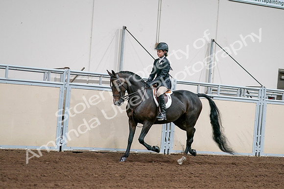 2020 - AB Morgan Horse - Fri, Sept 04 - 02016