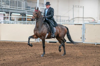 2020 - AB Morgan Horse - Sun, Sept 06 - 00277
