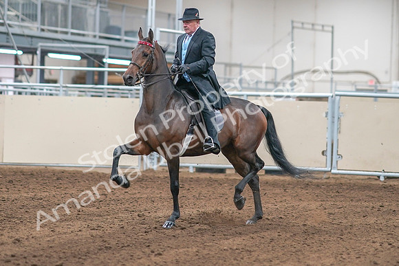 2020 - AB Morgan Horse - Sun, Sept 06 - 00277