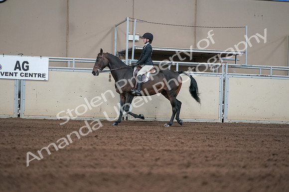 2019 Morgan Horse Show - Sept 01, 2019 - 03673