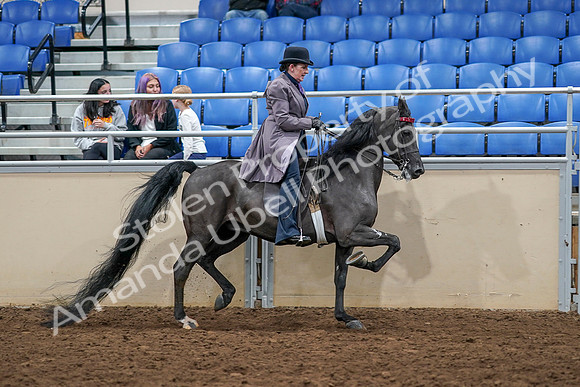 2020 - AB Morgan Horse - Sat, Sept 05 - 13998
