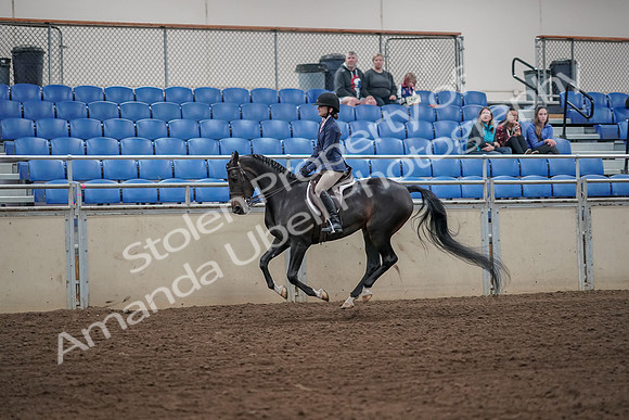 2019 Morgan Horse Show - Aug 31, 2019 - 05080