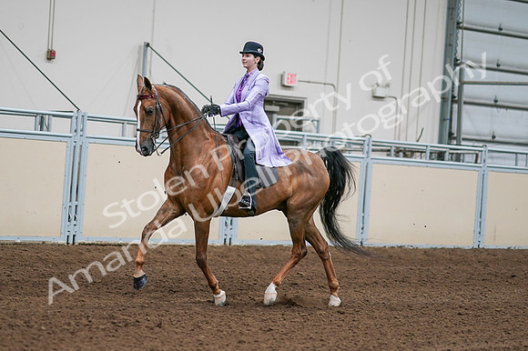 2020 - AB Morgan Horse - Fri, Sept 04 - 04913