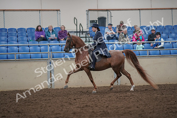 2019 Morgan Horse Show - Aug 30, 2019 - 26774