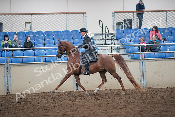 2019 Morgan Horse Show - Aug 31, 2019 - 12189