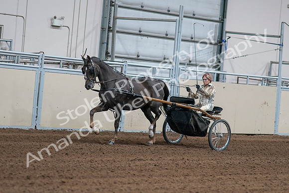 2020 - AB Morgan Horse - Sat, Sept 05 - 05869