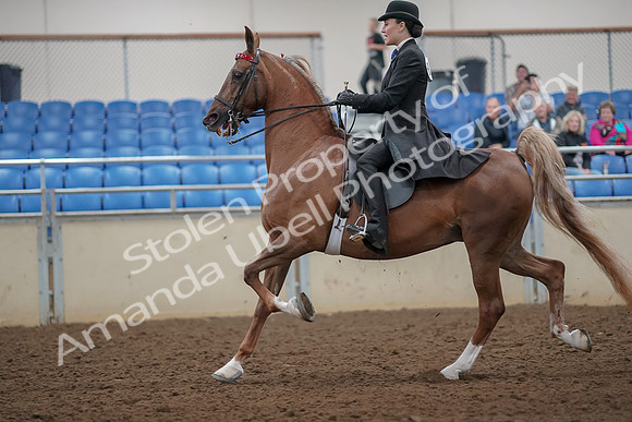 2019 Morgan Horse Show - Aug 30, 2019 - 25092