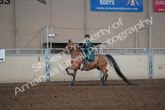 2019 Morgan Horse Show - Sept 01, 2019 - 13187