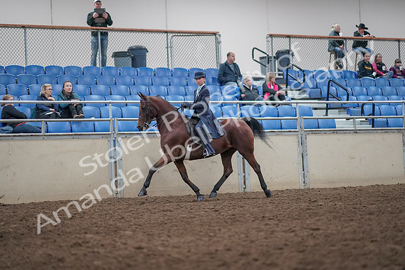 2019 Morgan Horse Show - Aug 31, 2019 - 08582