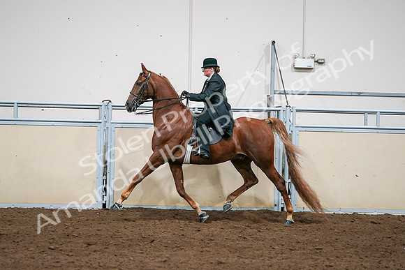 2020 - AB Morgan Horse - Sat, Sept 05 - 08062