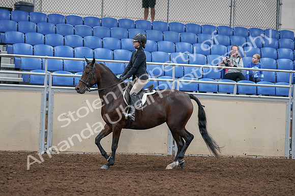 2020 - AB Morgan Horse - Fri, Sept 04 - 05906
